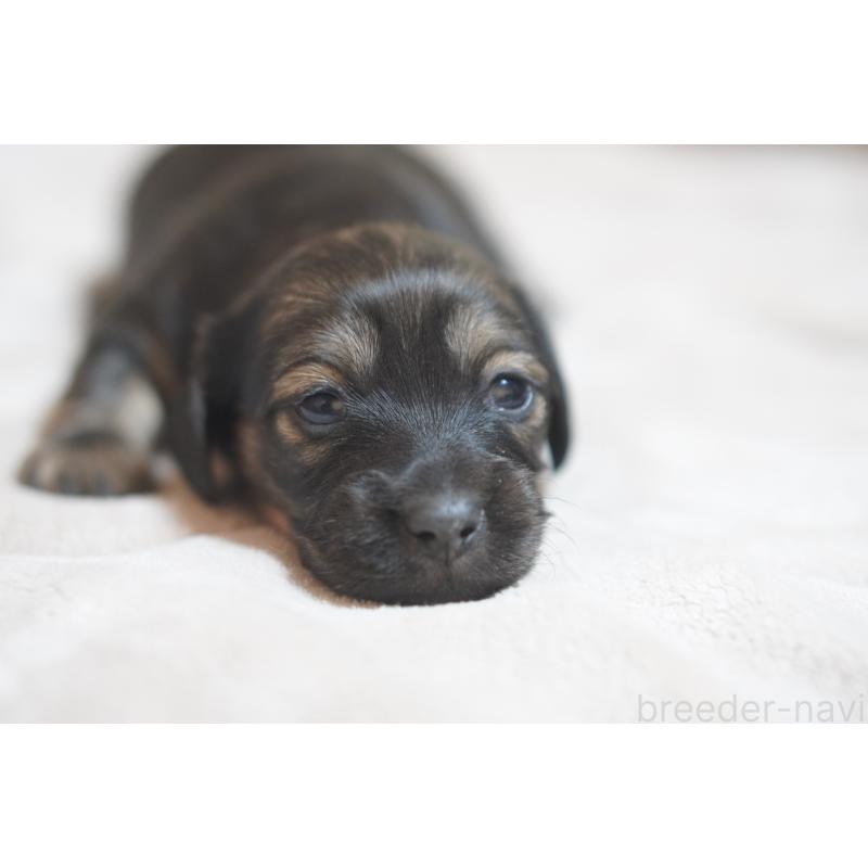 販売中の滋賀県のカニンヘンダックスフンド(ロングヘアード)-441977の17枚目