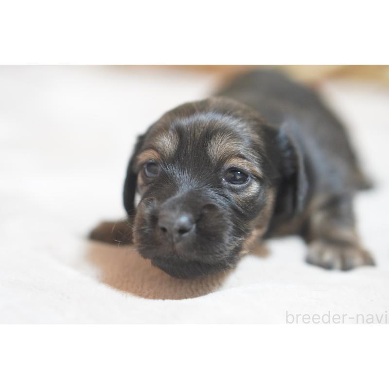 販売中の滋賀県のカニンヘンダックスフンド(ロングヘアード)-441977の16枚目