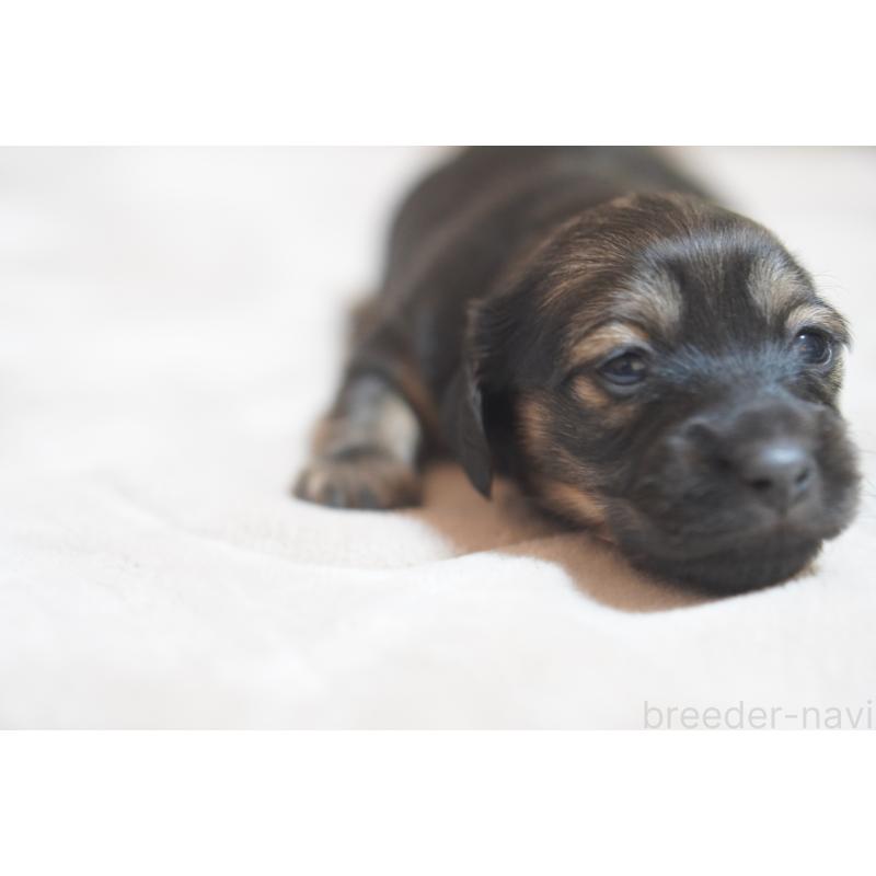 販売中の滋賀県のカニンヘンダックスフンド(ロングヘアード)-441977の15枚目