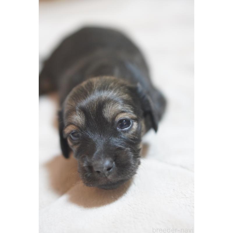 販売中の滋賀県のカニンヘンダックスフンド(ロングヘアード)-441977の12枚目