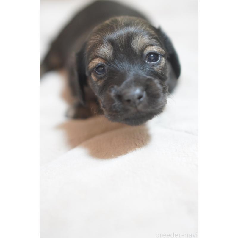 販売中の滋賀県のカニンヘンダックスフンド(ロングヘアード)-441977の11枚目