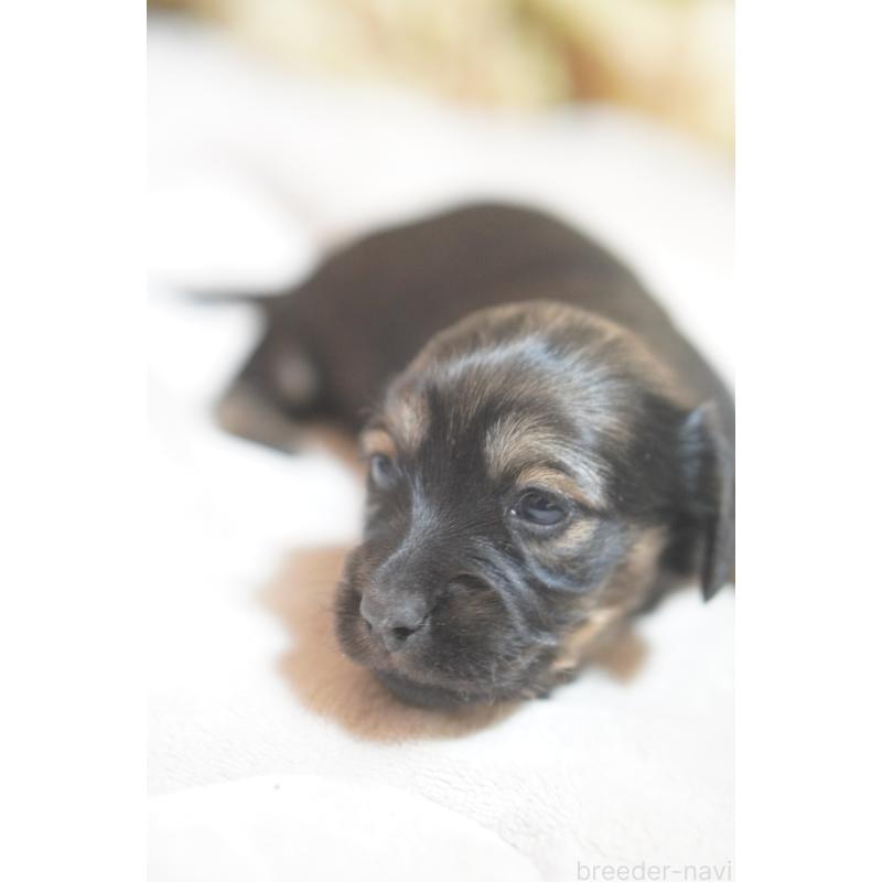 販売中の滋賀県のカニンヘンダックスフンド(ロングヘアード)-441977の10枚目