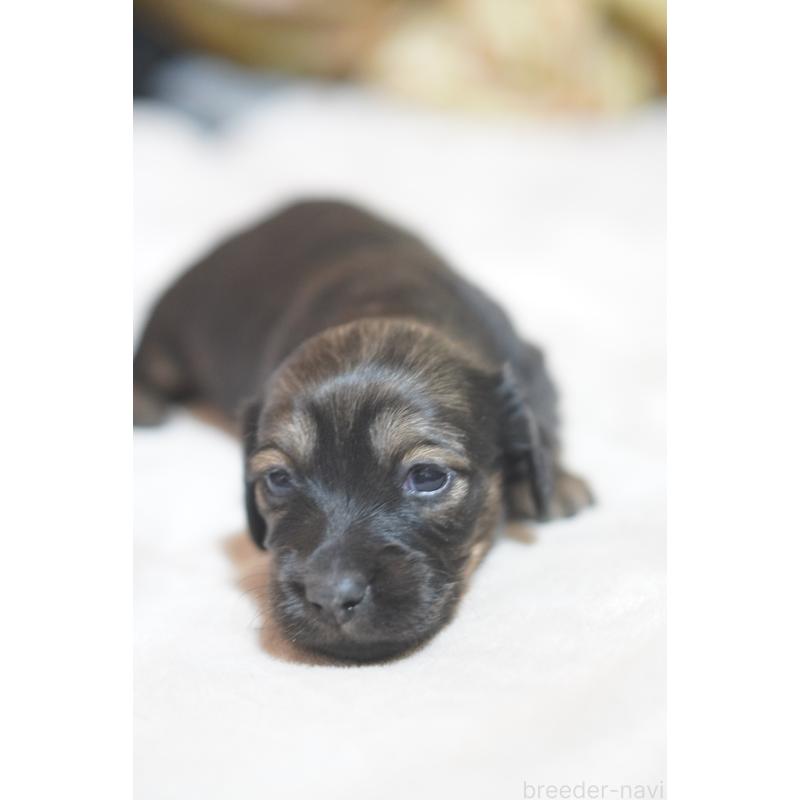 販売中の滋賀県のカニンヘンダックスフンド(ロングヘアード)-441977の9枚目