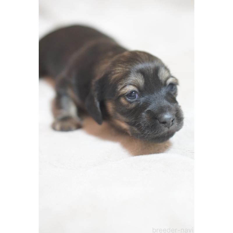 販売中の滋賀県のカニンヘンダックスフンド(ロングヘアード)-441977の7枚目