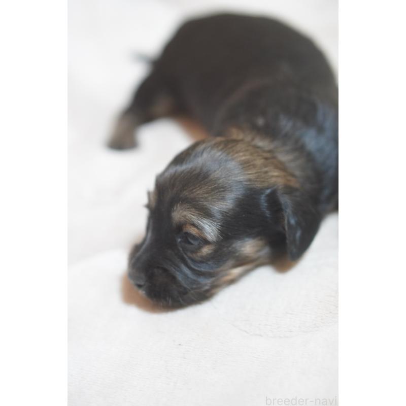 販売中の滋賀県のカニンヘンダックスフンド(ロングヘアード)-441977の6枚目