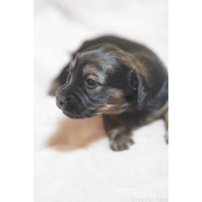 販売中の滋賀県のカニンヘンダックスフンド(ロングヘアード)-441977の5枚目