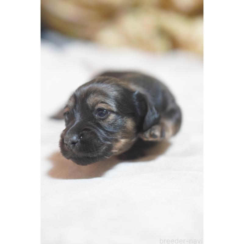 販売中の滋賀県のカニンヘンダックスフンド(ロングヘアード)-441977の3枚目