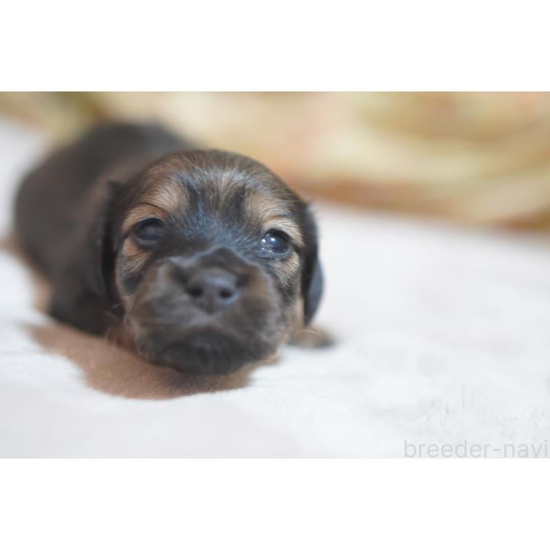 販売中の滋賀県のカニンヘンダックスフンド(ロングヘアード)-441978の17枚目