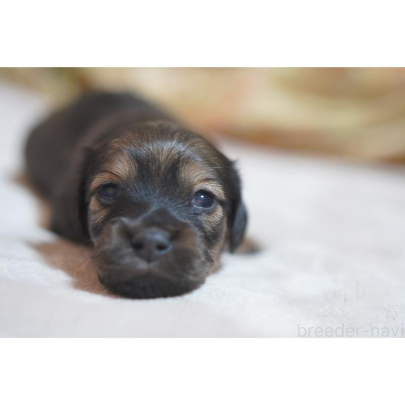 販売中の滋賀県のカニンヘンダックスフンド(ロングヘアード)-441978の16枚目