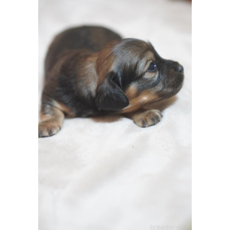 販売中の滋賀県のカニンヘンダックスフンド(ロングヘアード)-441978の15枚目