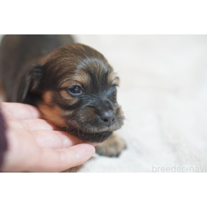 販売中の滋賀県のカニンヘンダックスフンド(ロングヘアード)-441978の14枚目