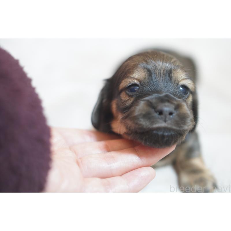 販売中の滋賀県のカニンヘンダックスフンド(ロングヘアード)-441978