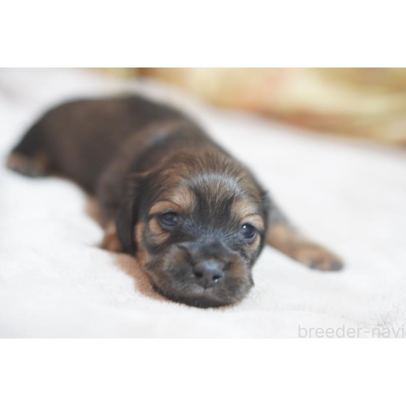 販売中の滋賀県のカニンヘンダックスフンド(ロングヘアード)-441978の13枚目