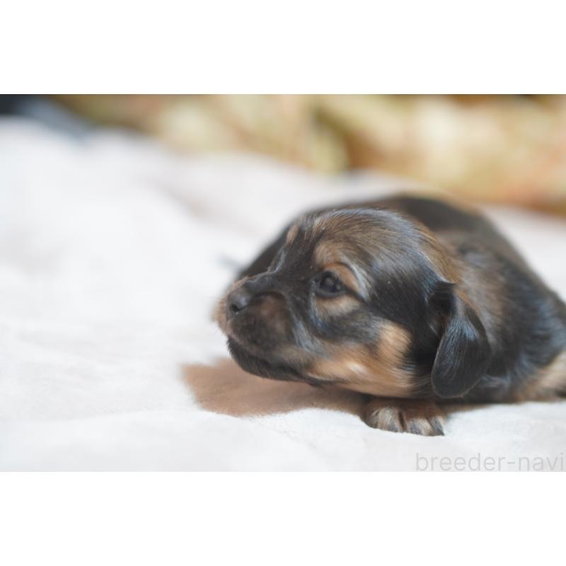 販売中の滋賀県のカニンヘンダックスフンド(ロングヘアード)-441978の12枚目