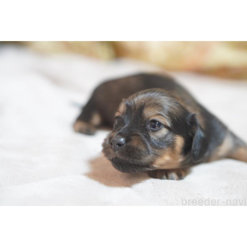 販売中の滋賀県のカニンヘンダックスフンド(ロングヘアード)-441978の11枚目