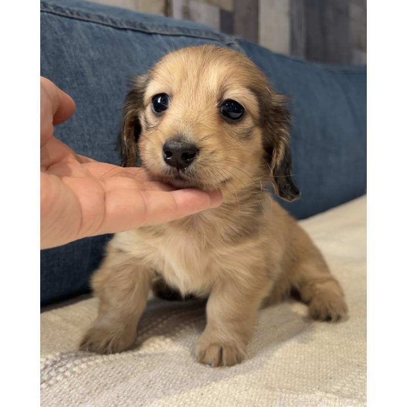 販売中の東京都のカニンヘンダックスフンド(ロングヘアード)-435274