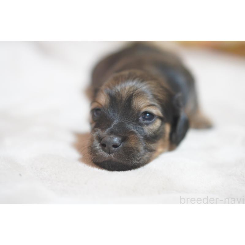 販売中の滋賀県のカニンヘンダックスフンド(ロングヘアード)-441978の10枚目