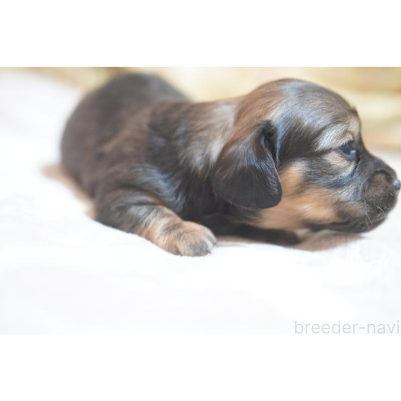 販売中の滋賀県のカニンヘンダックスフンド(ロングヘアード)-441978の9枚目
