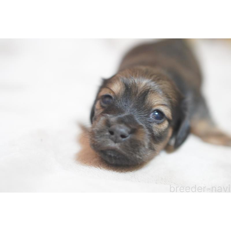 販売中の滋賀県のカニンヘンダックスフンド(ロングヘアード)-441978の8枚目