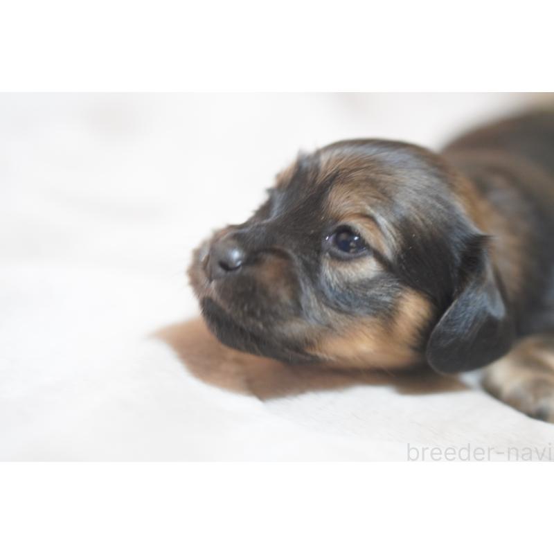 販売中の滋賀県のカニンヘンダックスフンド(ロングヘアード)-441978の7枚目