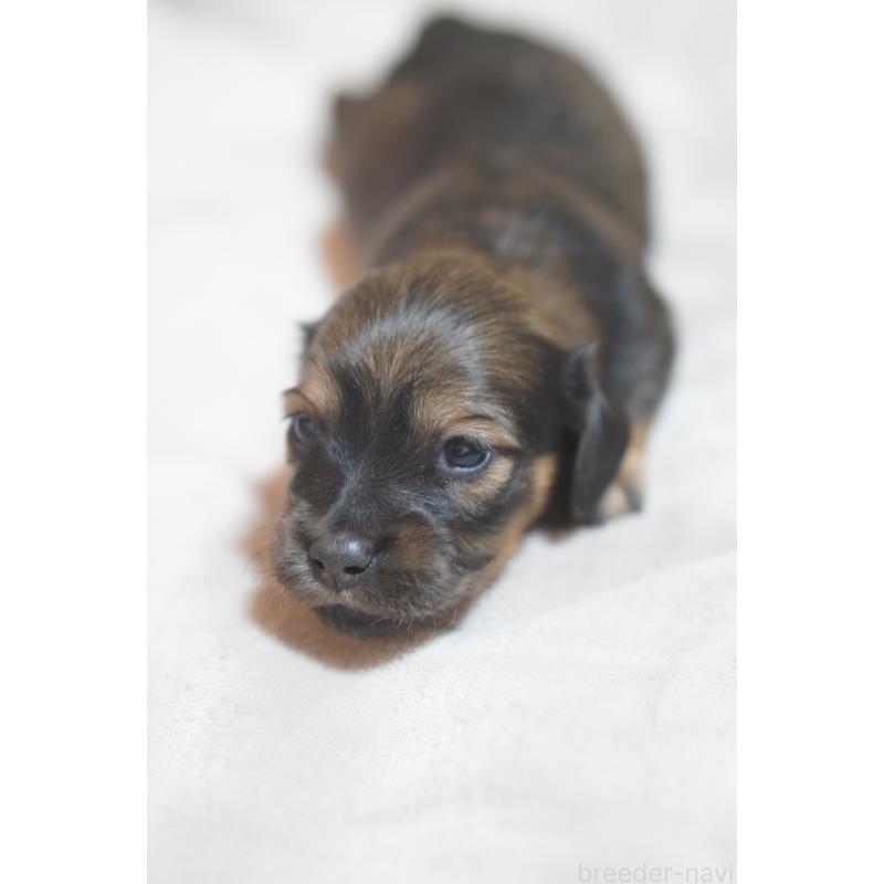 販売中の滋賀県のカニンヘンダックスフンド(ロングヘアード)-441978の6枚目