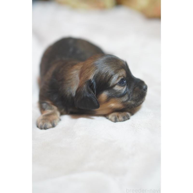 販売中の滋賀県のカニンヘンダックスフンド(ロングヘアード)-441978の5枚目