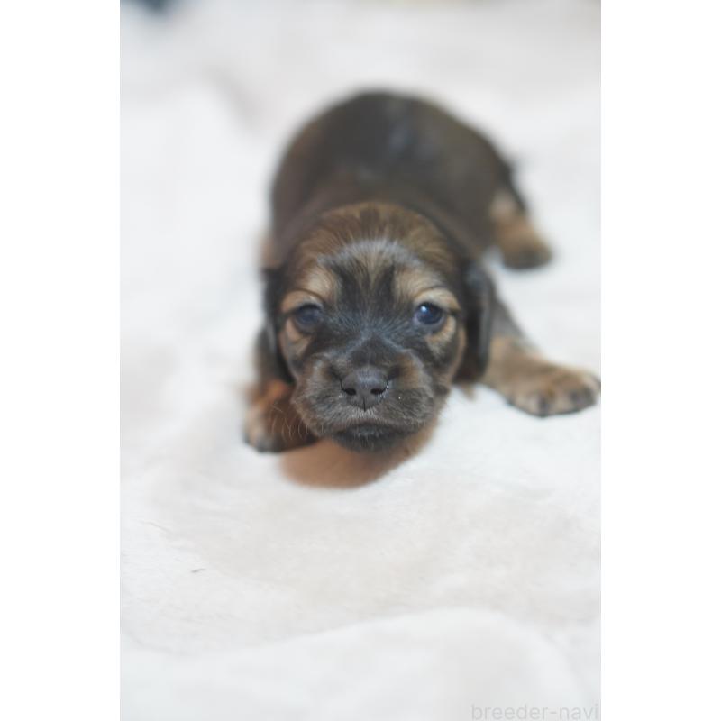 販売中の滋賀県のカニンヘンダックスフンド(ロングヘアード)-441978の4枚目