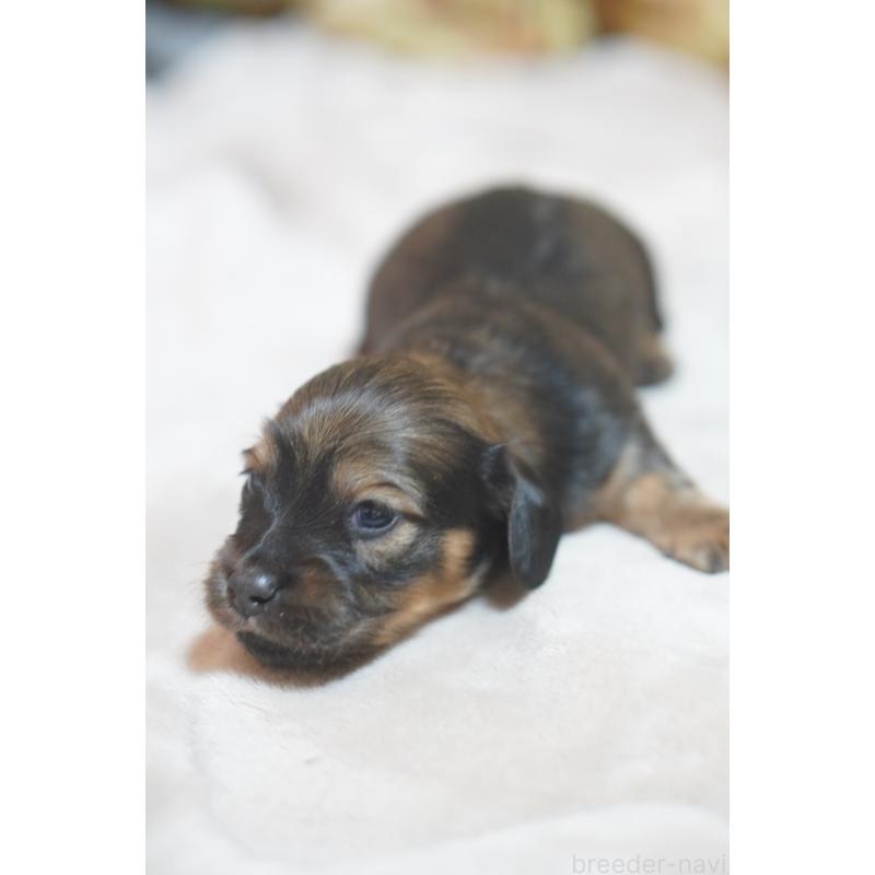 販売中の滋賀県のカニンヘンダックスフンド(ロングヘアード)-441978の3枚目