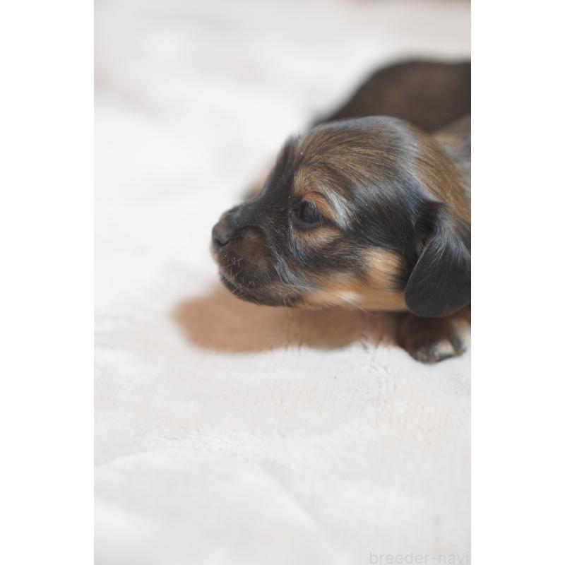 販売中の滋賀県のカニンヘンダックスフンド(ロングヘアード)-441978の2枚目