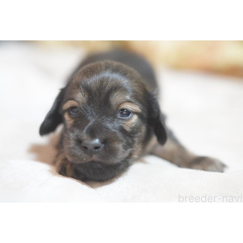 販売中の滋賀県のカニンヘンダックスフンド(ロングヘアード)-441981の1枚目