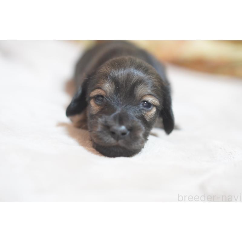 販売中の滋賀県のカニンヘンダックスフンド(ロングヘアード)-441981の15枚目