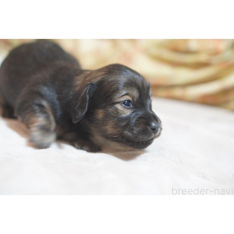 販売中の滋賀県のカニンヘンダックスフンド(ロングヘアード)-441981の14枚目