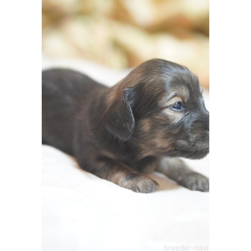 販売中の滋賀県のカニンヘンダックスフンド(ロングヘアード)-441981の13枚目