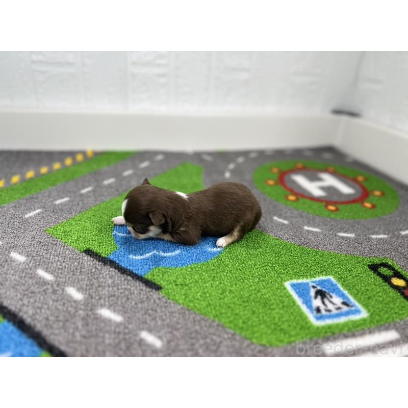 販売中の愛知県のチワワ(ロングコート)-441983の6枚目