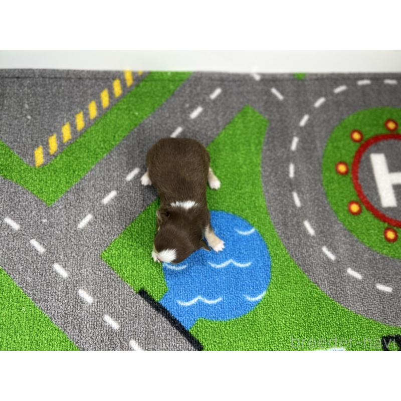 販売中の愛知県のチワワ(ロングコート)-441983の5枚目