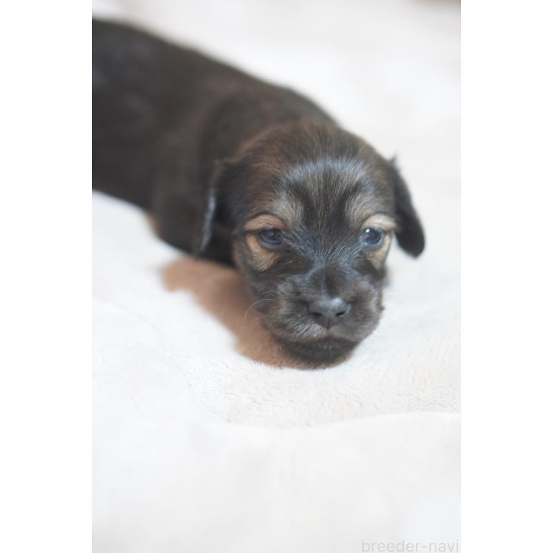 販売中の滋賀県のカニンヘンダックスフンド(ロングヘアード)-441981の12枚目