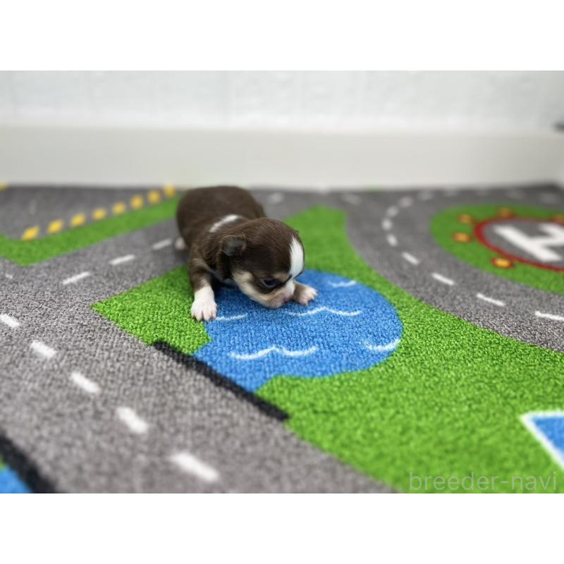 販売中の愛知県のチワワ(ロングコート)-441983の4枚目