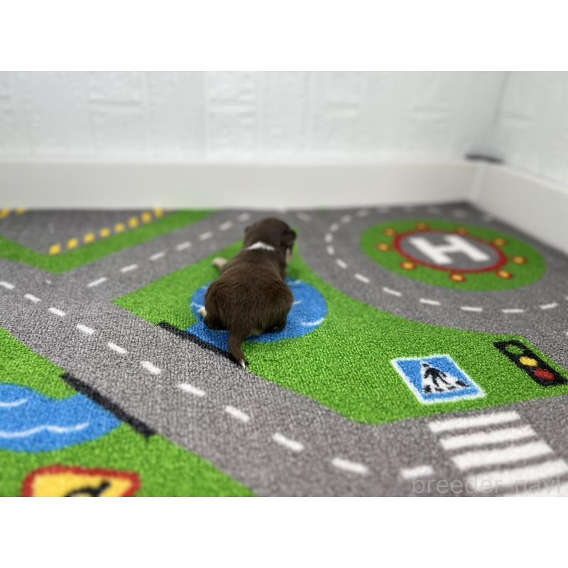 販売中の愛知県のチワワ(ロングコート)-441983の3枚目