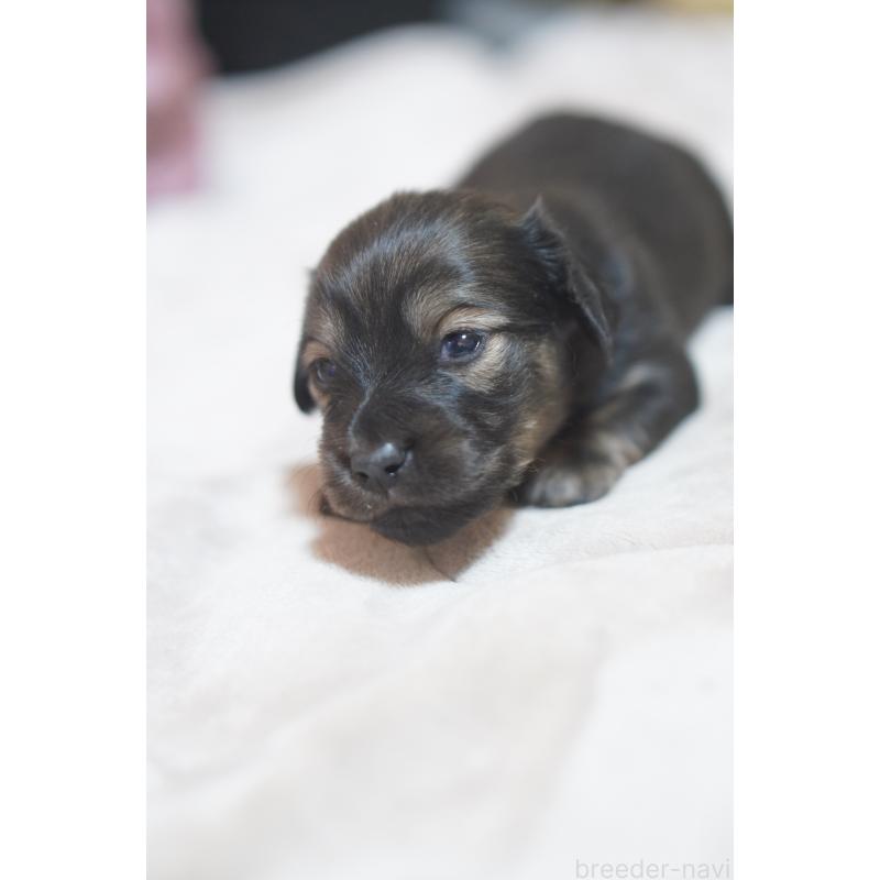 販売中の滋賀県のカニンヘンダックスフンド(ロングヘアード)-441981の11枚目