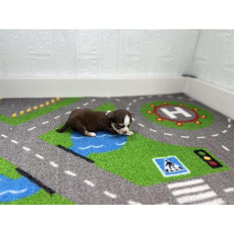 販売中の愛知県のチワワ(ロングコート)-441983の2枚目