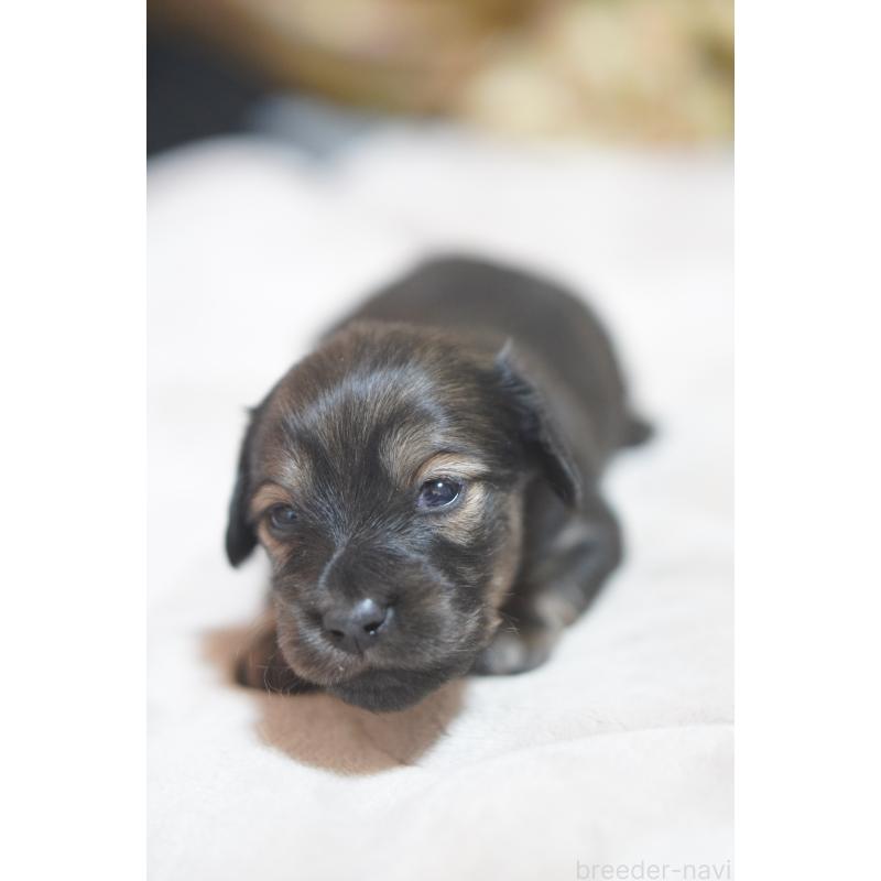 販売中の滋賀県のカニンヘンダックスフンド(ロングヘアード)-441981の10枚目