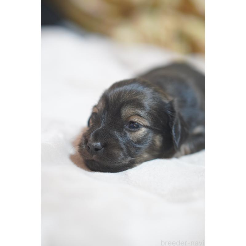 販売中の滋賀県のカニンヘンダックスフンド(ロングヘアード)-441981の9枚目