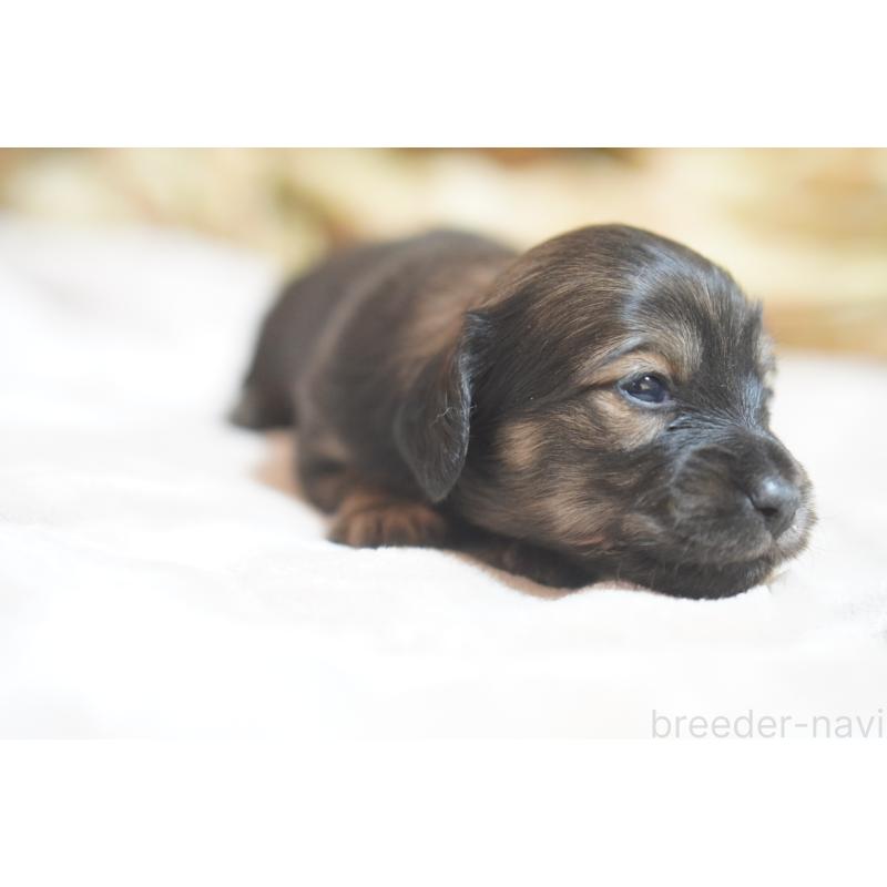 販売中の滋賀県のカニンヘンダックスフンド(ロングヘアード)-441981の8枚目