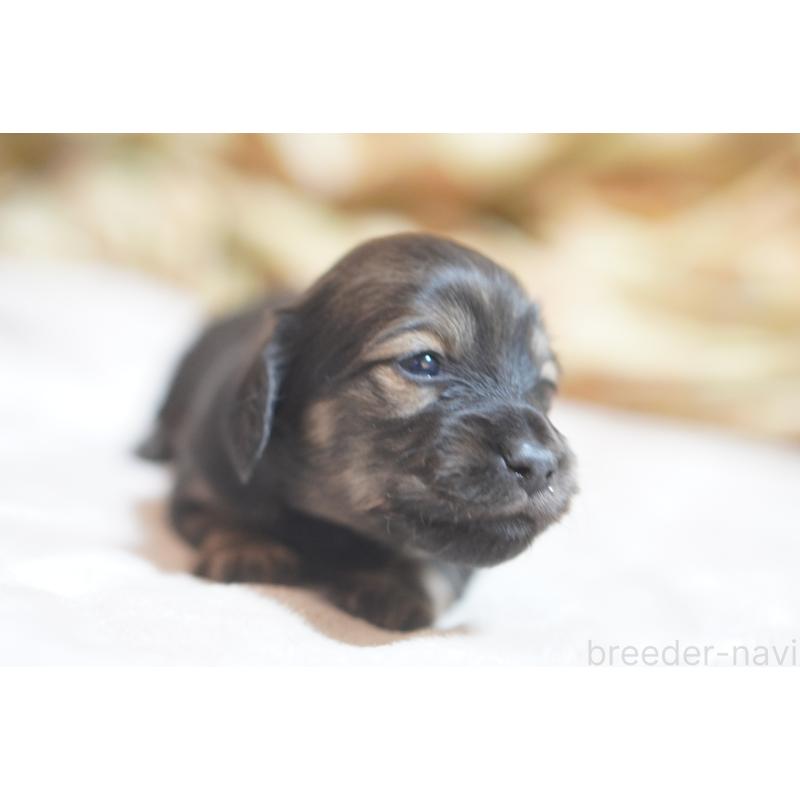 販売中の滋賀県のカニンヘンダックスフンド(ロングヘアード)-441981の7枚目