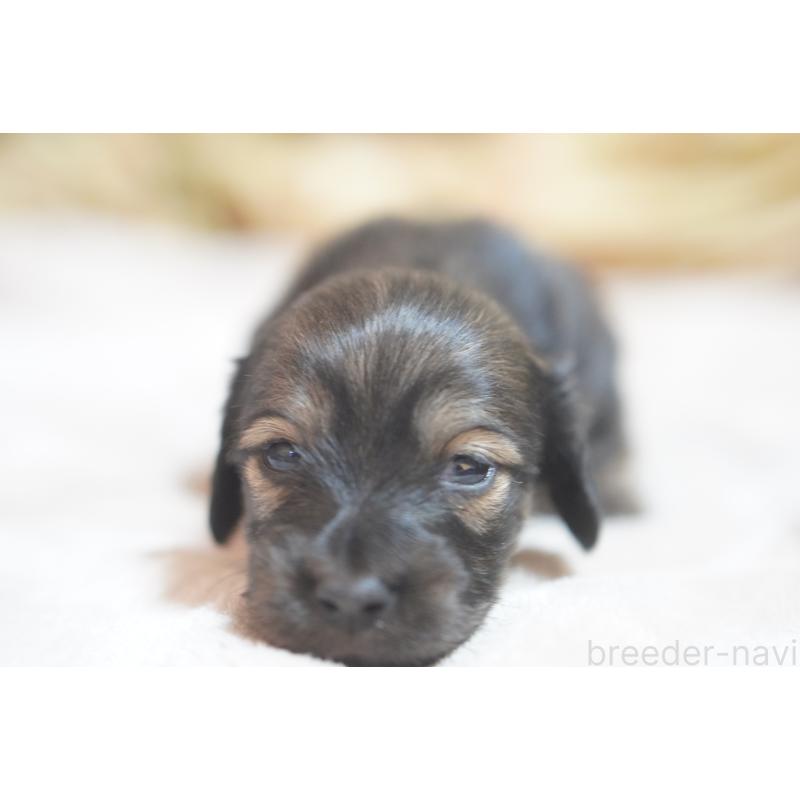 販売中の滋賀県のカニンヘンダックスフンド(ロングヘアード)-441981の6枚目