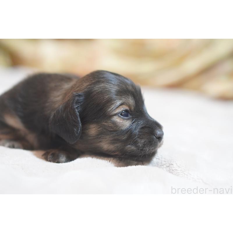 販売中の滋賀県のカニンヘンダックスフンド(ロングヘアード)-441981の5枚目