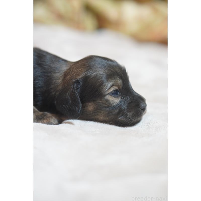 販売中の滋賀県のカニンヘンダックスフンド(ロングヘアード)-441981の4枚目