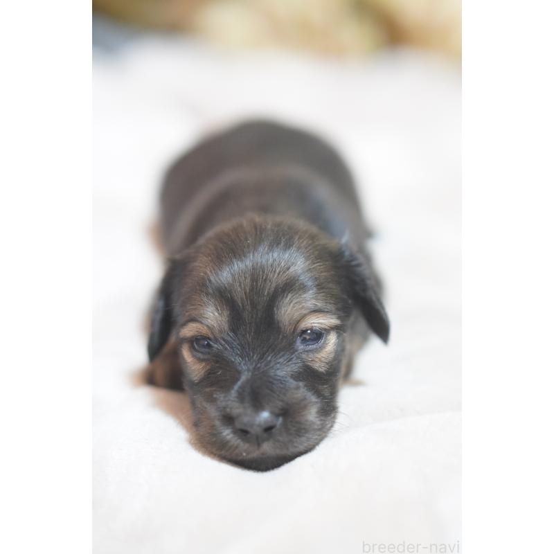 販売中の滋賀県のカニンヘンダックスフンド(ロングヘアード)-441981の3枚目