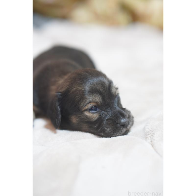 販売中の滋賀県のカニンヘンダックスフンド(ロングヘアード)-441981の2枚目