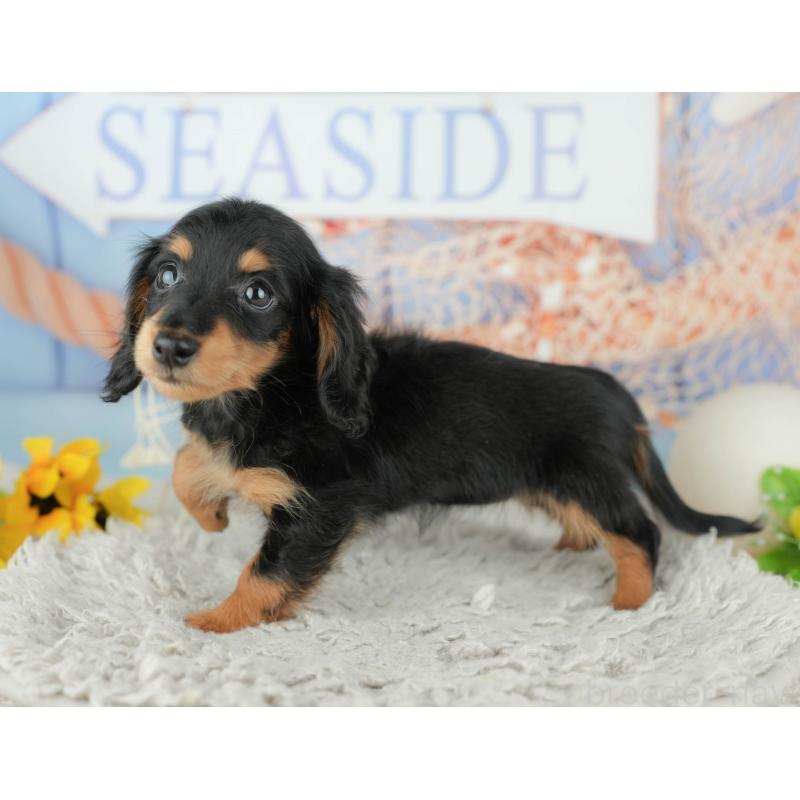 販売中の千葉県のミニチュアダックスフンド(ロングヘアード)-441982の9枚目